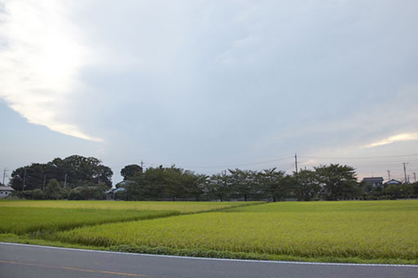 田んぼ遠景